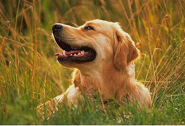 《黑神话》官方庆祝获TGA四项提名 感谢广大玩家鼎力支持